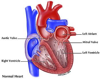 Normal heart medical illustration