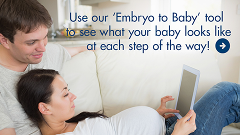 Embryo to Baby