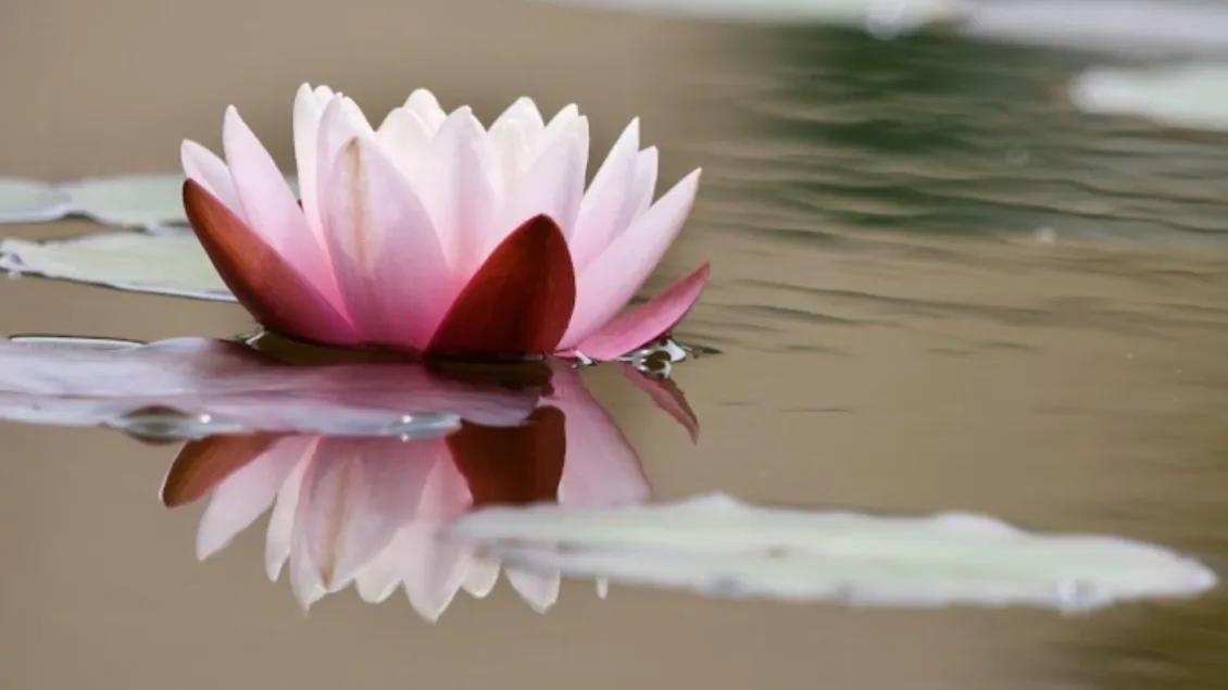 Water Lily Flowering on a pond