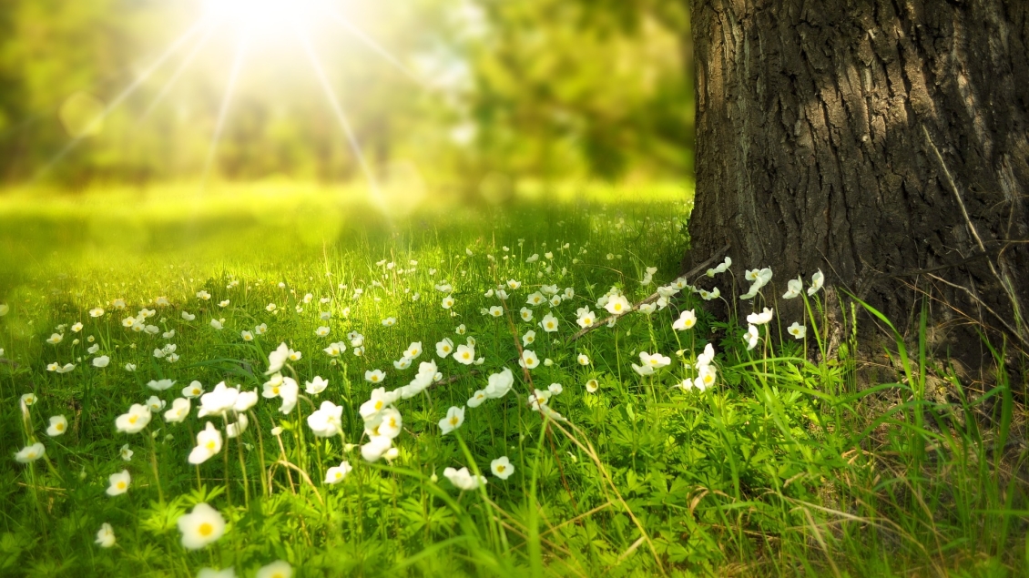 bright image of flowers in a field with the sun rising