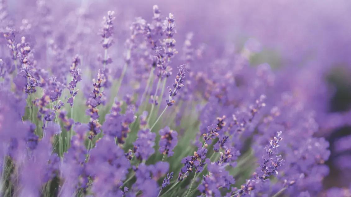 Soft close-up image of purple flowers