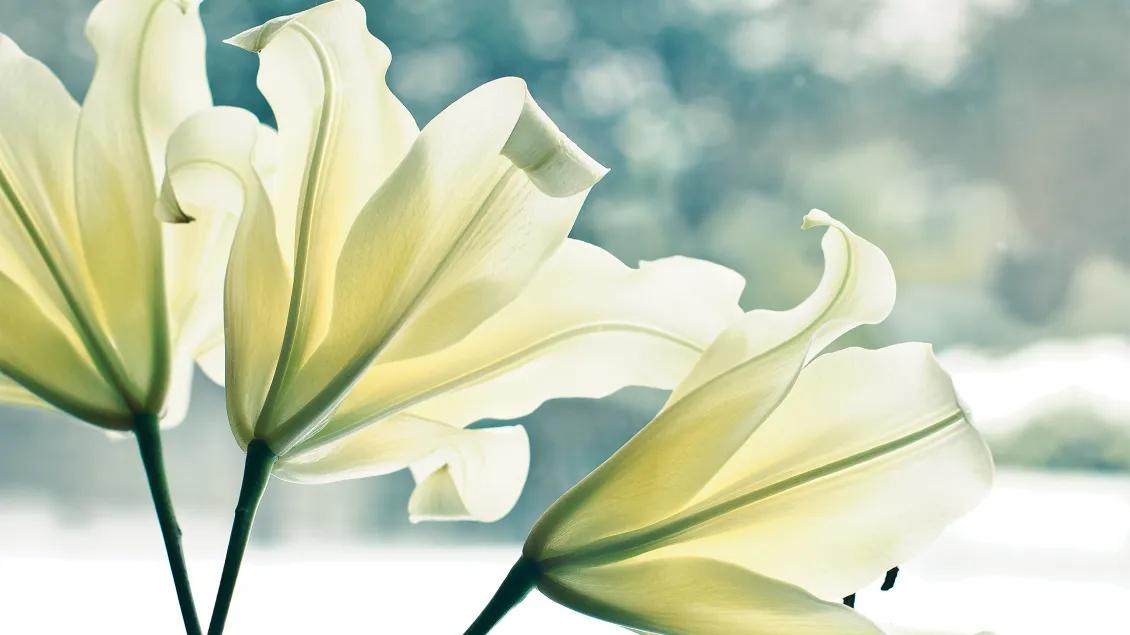Three white lilies with blurred background