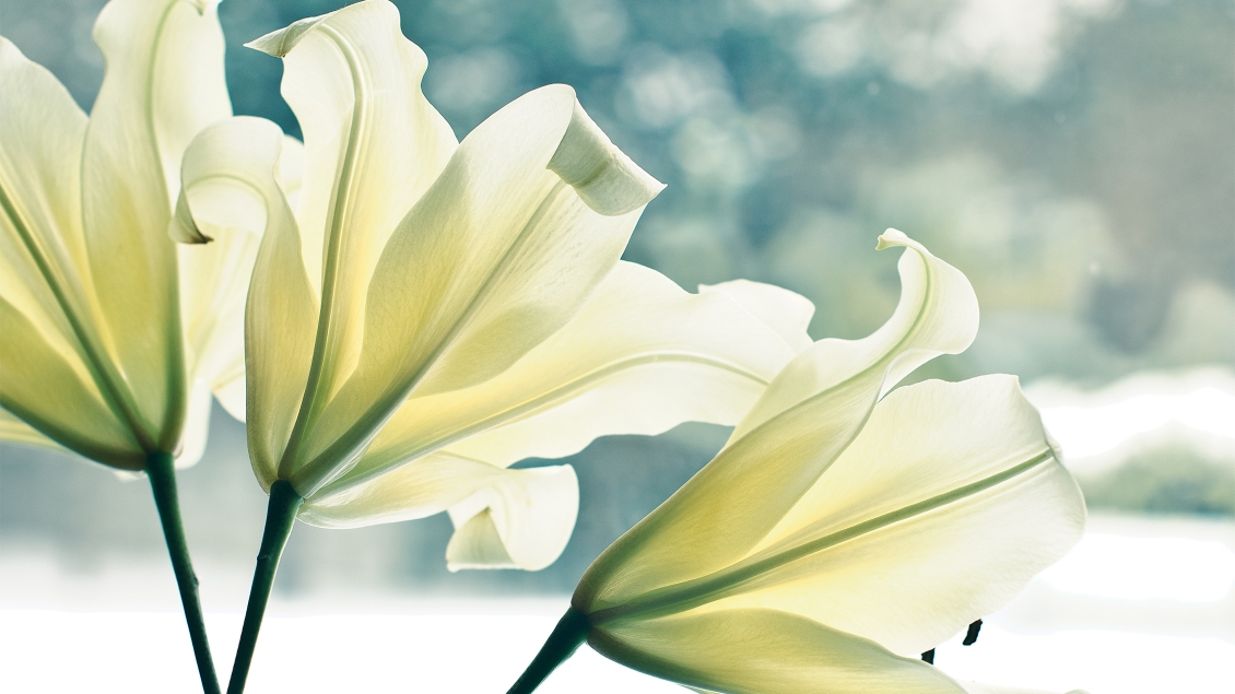 Three white lilies with blurred background