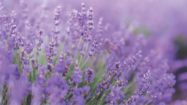 Soft close-up image of purple flowers