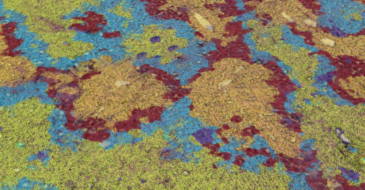 Microscopic Color A newly developed algorithm shows how a gene is expressed at ...
