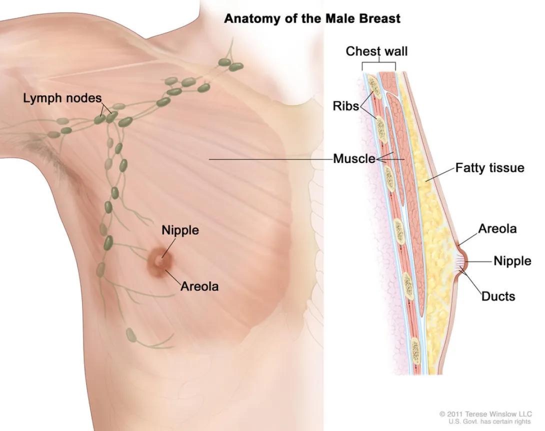 Diagram of male chest identifying the anatomy and highlighting the fatty tissue, nipple, ducts