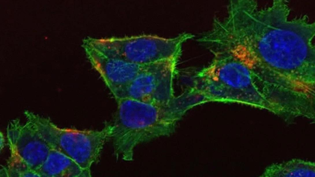 cells green blue orange black background